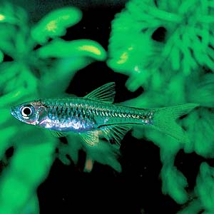 ���X�{���E�o���J�l���V�X