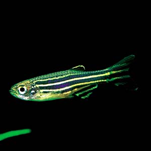 �[�u���_�j�I