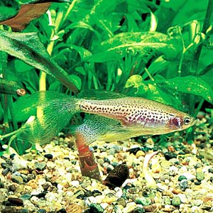 �����O�t�B���E���I�p�[�h�_�j�I