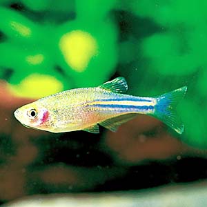 �p�[���_�j�I