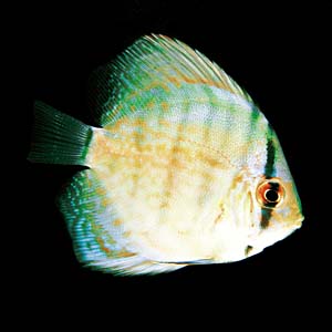 �u�����A���g�f�B�X�J�X