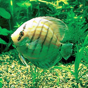 �}�����u���[�f�B�X�J�X