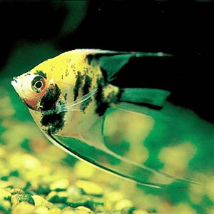 �S�[���f���x�[���e�[���E�G���[��