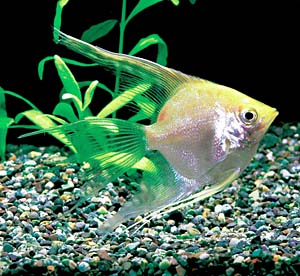 �S�[���Z���x�[���e�[���G���[��