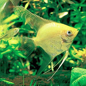 �S�[���f���_�C�������h�E�G���[��