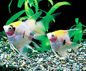 �g���J���[�u���b�V���O�E�G���[��