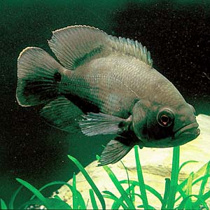 ���C���h�I�X�J�[