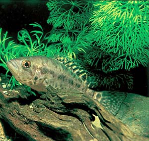 �i���h�v�V�X��}�i�O�G���Z