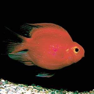 �p���b�g�p�[�v��