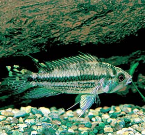 �A�s�X�g�O���}�E�J�J�g�D�C�f�X