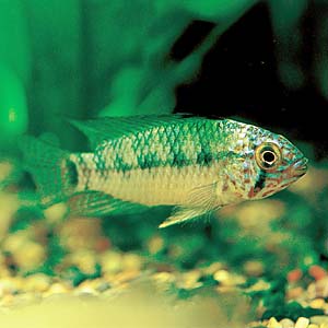 �A�s�X�g�O���}�E�{�����B