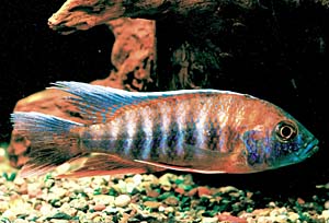 �A�E���m�J���E���R�u�t���C�x���M�[