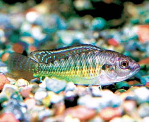 �G�W�v�V�����}�E�X�u���[�_�[