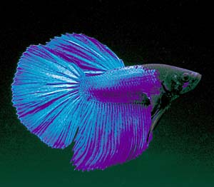 �V���[�x�^