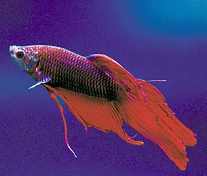 �g���f�B�V���i���x�^