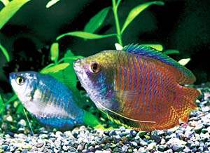 �h���[�t�O���~�B