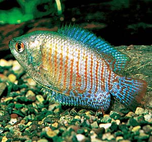 �l�I���h���[�t�O���~�B