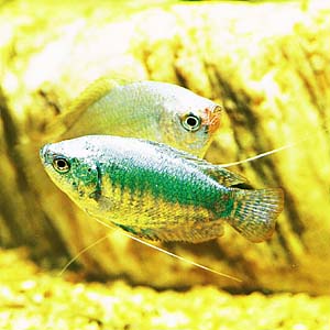 �p�E�_�[�u���[�h���[�t�O���~�B