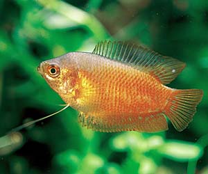 �T���Z�b�g�O���~�B