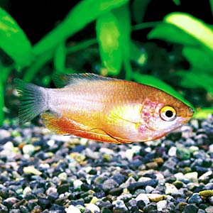 ���b�h�O���~�B