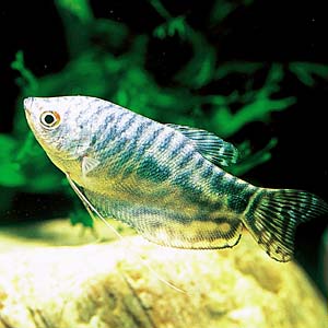 �}�[�u���O���~�B