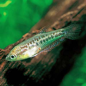 �s�O�~�[�O���~�B