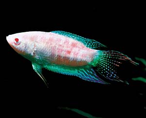 �A���r�m�p���_�C�X�t�B�b�V��