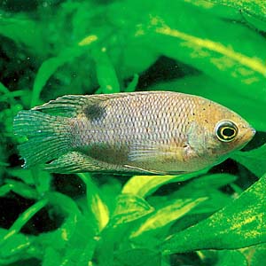 �x�����e�B�i�E�n�b�Z���e�B