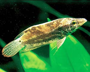 �N�e�m�v�X�E�m�r���X