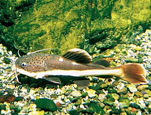 ���b�h�e�[���L���b�g