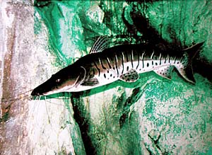 �^�C�K�[�V���x���m�[�Y