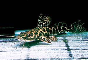 �Z���t�B���L���b�g