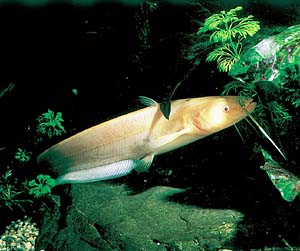 ���[���b�p�I�I�i�}�Y�E�A���r�m