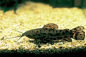 �z�v���X�e���k��