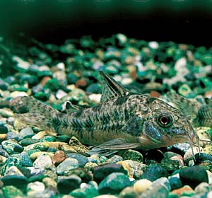 �R���h���X�E�o���A�^�X