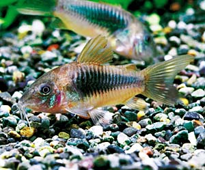 �R���h���X�E�A�G�l�E�X