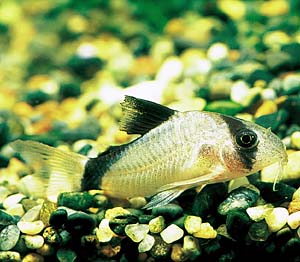 �R���h���X�E���^�G