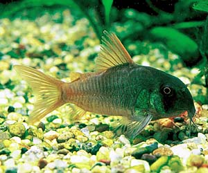 �R���h���X�E�R���R���[��