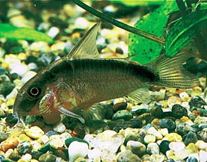 �R���h���X�E�A�N�A�[�^�X