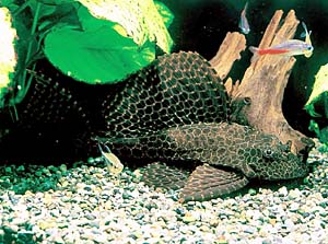 �Z���t�B���v���R