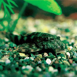 �^�C�K�[�v���R