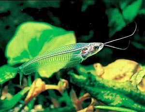 �g�����X���[�Z���g�E�O���X�L���b�g