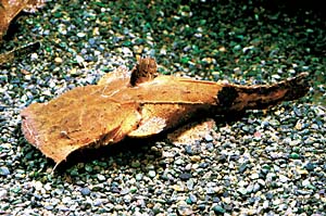 �`���J�E�`���J