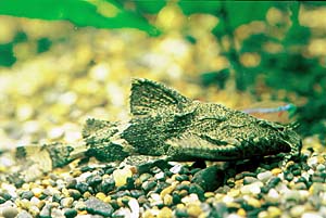 �C���h�n���n���L���b�g