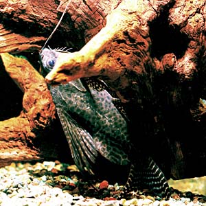 �t�F�U�[�t�B���E�V�m�h���e�B�X