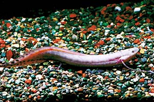 �v���g�v�e���X�E�A�l�N�e���X