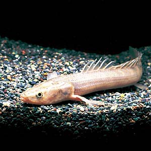 �|���v�e���X�E���v���f�B