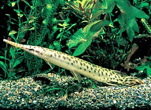 �X�|�b�e�b�h�K�[