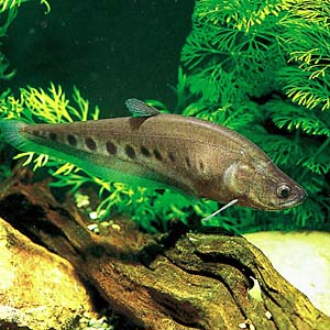 �X�|�b�e�b�h�i�C�t�t�B�b�V��