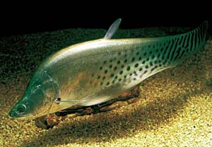 ���C�����i�C�t